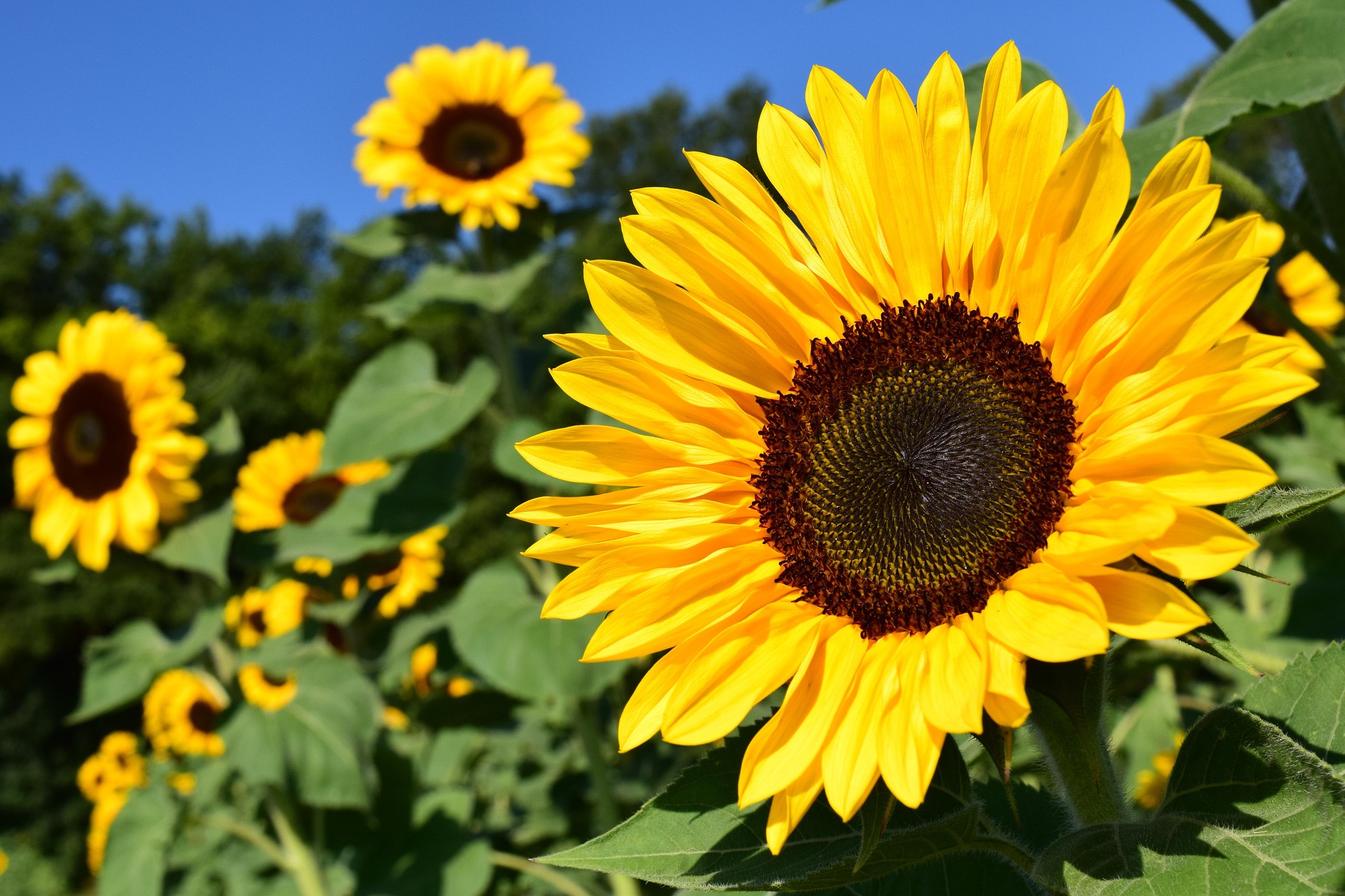 Girasoli